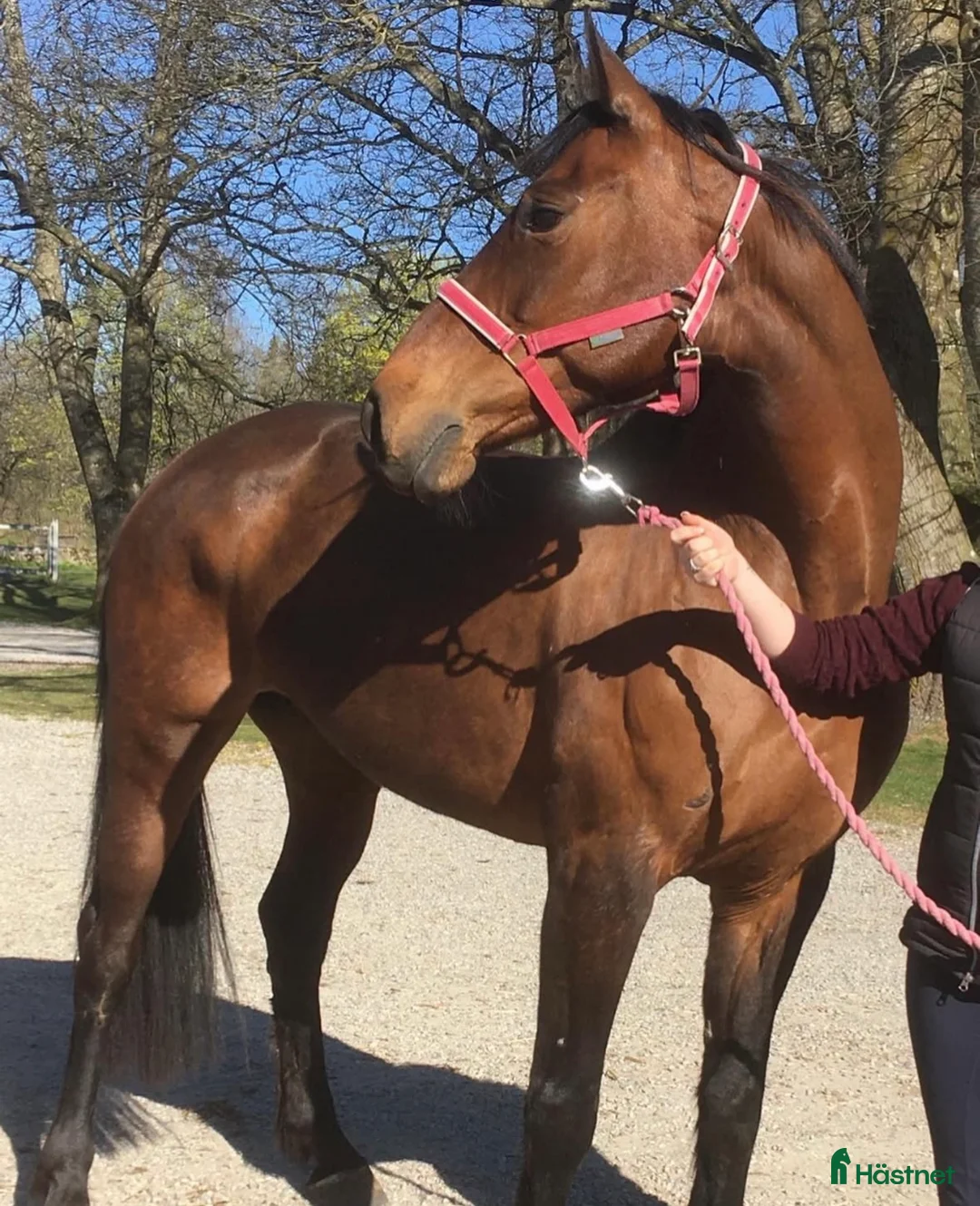 Avelshästar hästar till salu: Fantastiskt avelssto! i Älmhult - Annons 4