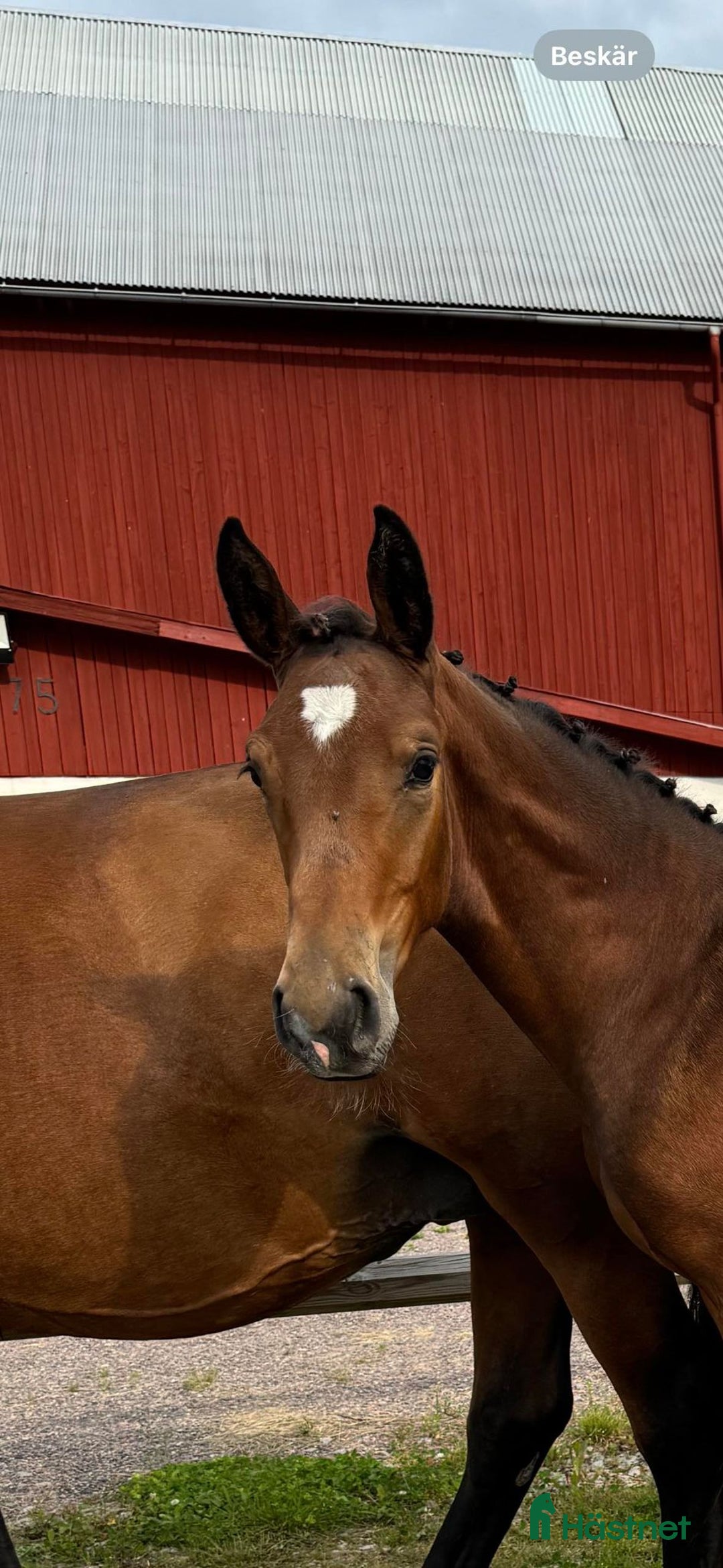 Hoppning hästar till salu: Ettåring Nebraska VDL - Hip Hop i Östra Ämtervik - Annons 2