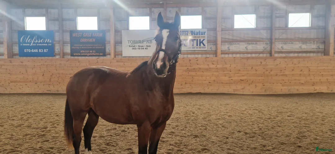 Dressyr hästar till salu: WGF Chelsea  - Annons 1