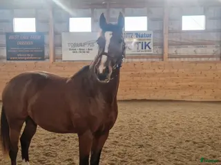 hästar WGF Chelsea - Annons 12