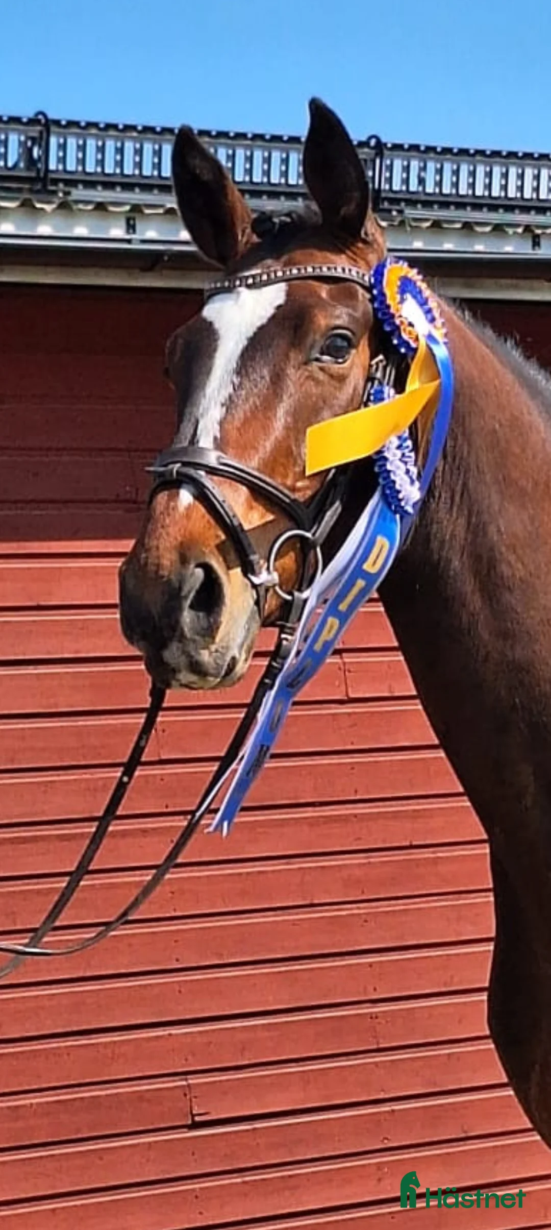 Hoppning hästar till salu: Välriden 5-åring för större klasser - Annons 1