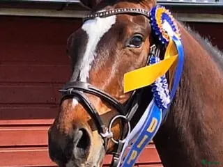 hästar Välriden 5-åring för större klasser - Annons 1