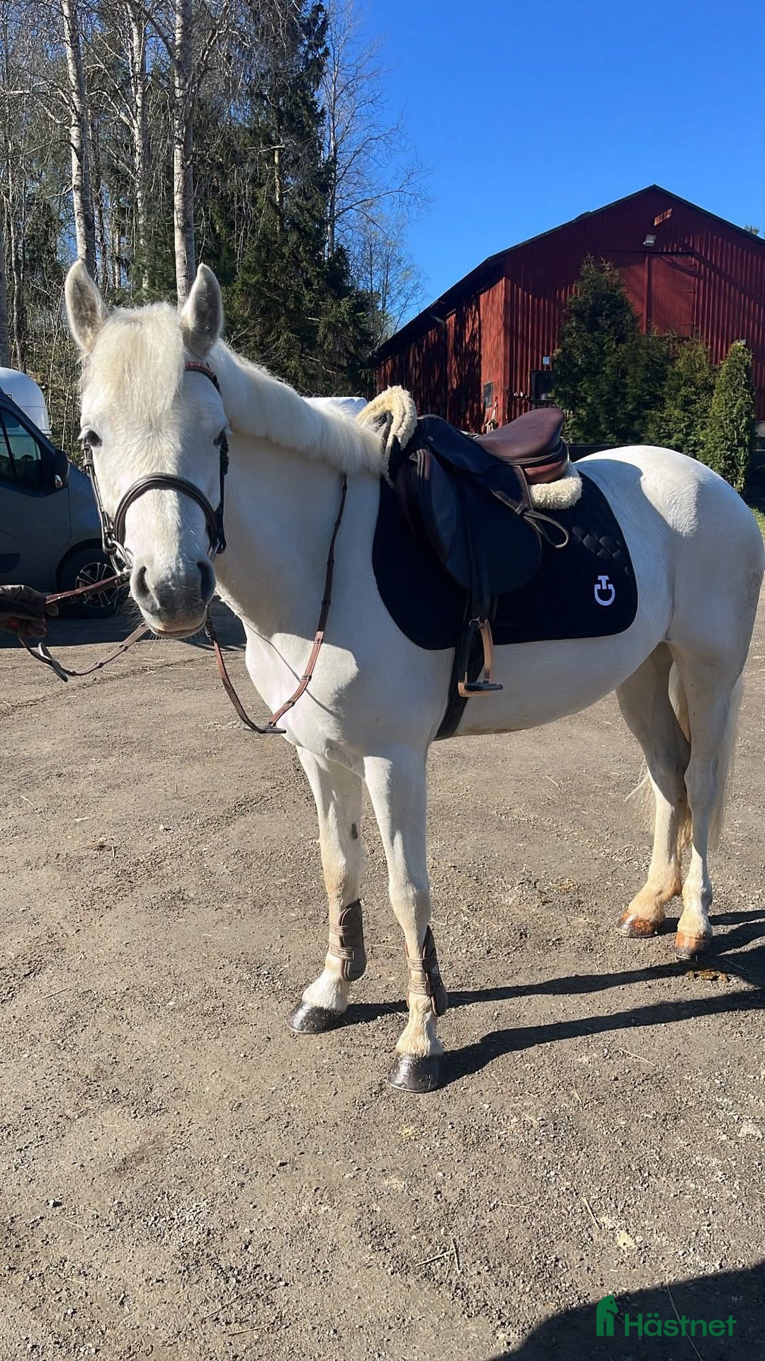 Allround hästar till salu: ROSIE🌸 i Upplands Väsby - Annons 2