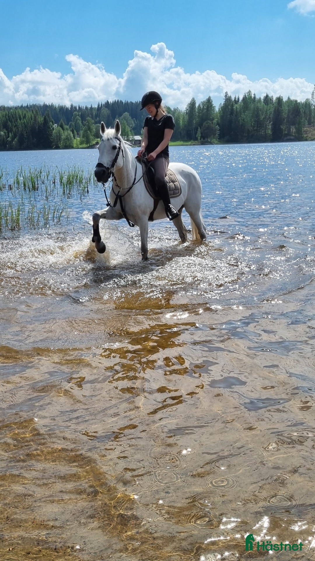 Allround hästar till salu: Ponny med hjärtat på rätt ställe i Arvika - Annons 3