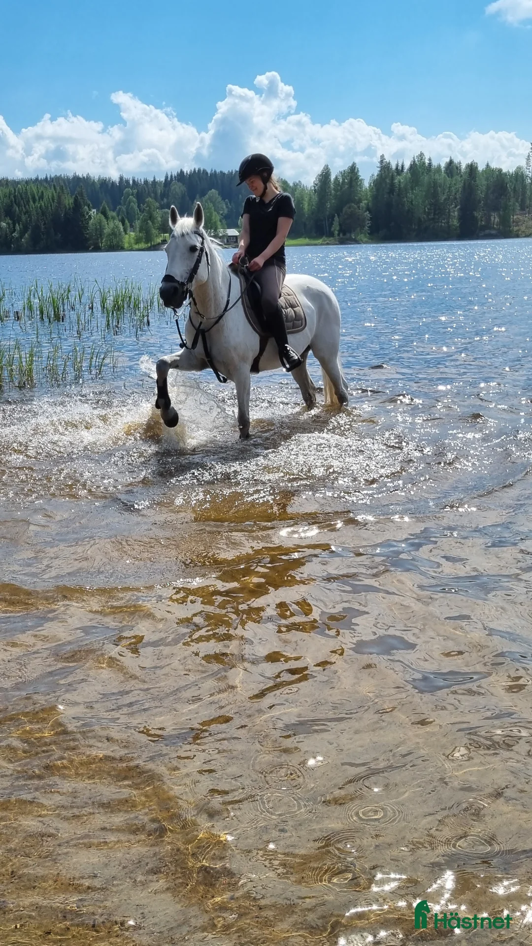 Allround hästar till salu: Ponny med hjärtat på rätt ställe - Annons 3