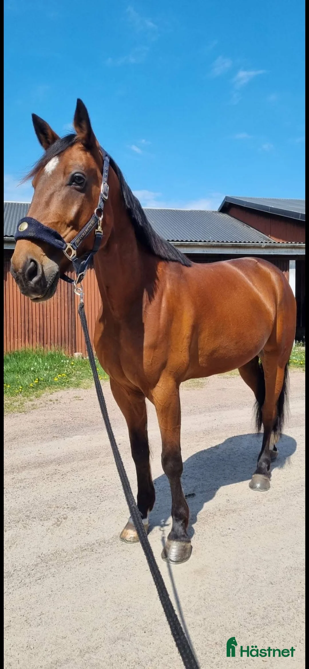 Allround hästar till salu: Fin varmblodstravare🌸 - Annons 2
