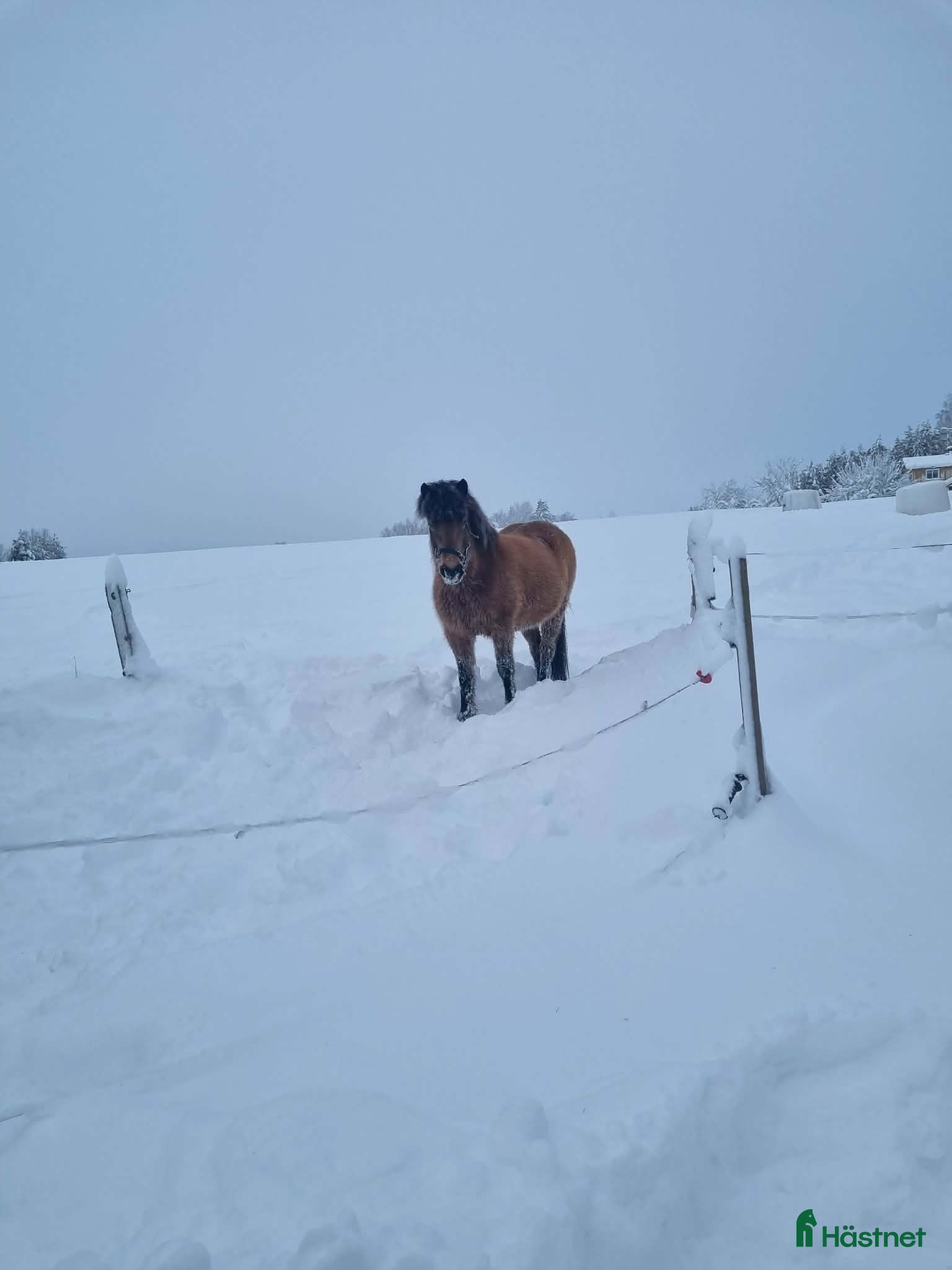  foderhäst Fodervärd sökes  till 7-årigt islandssto  - Annons 19