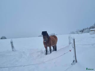 foderhäst Fodervärd sökes till 7-årigt islandssto - Annons 7