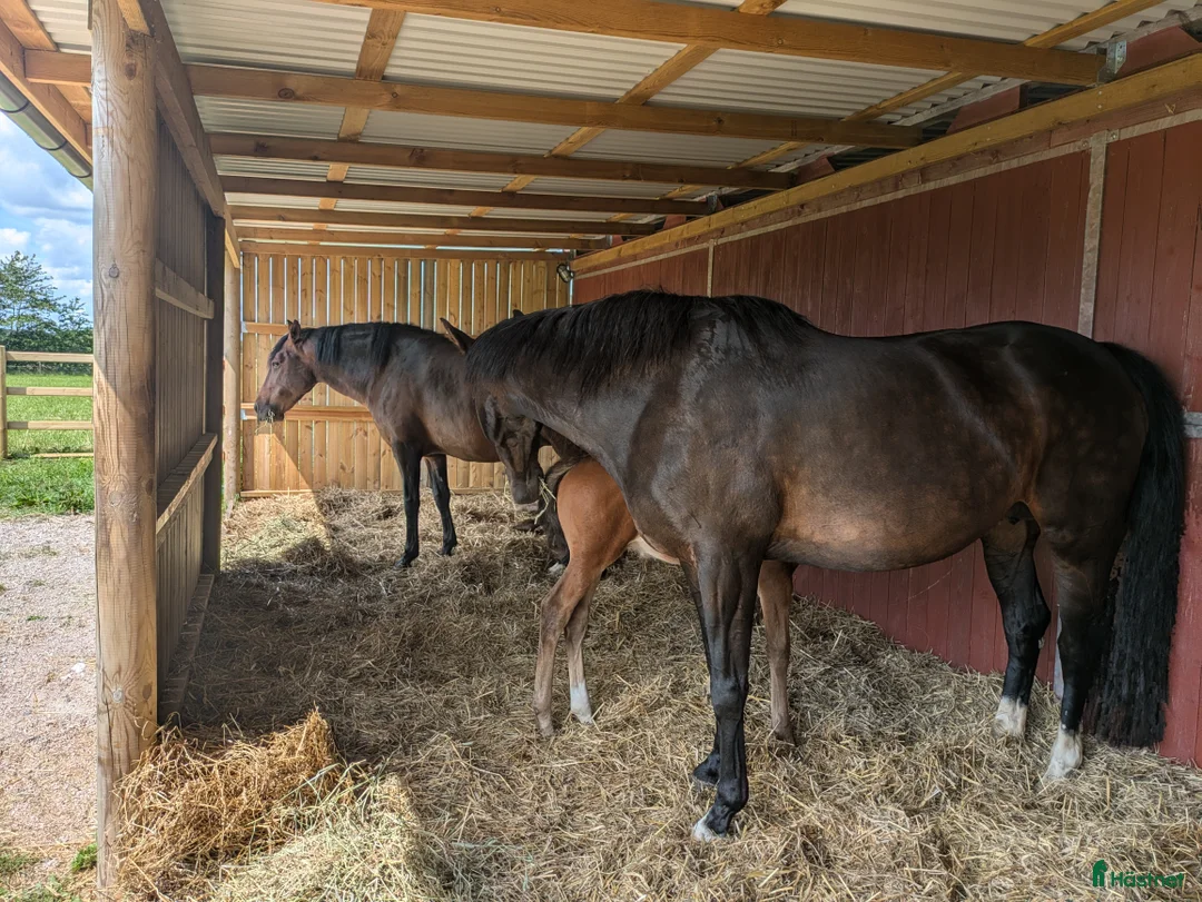  stallplats finnes: 1 ledig plats på underbar lösdrift  i Hörby - Annons 25
