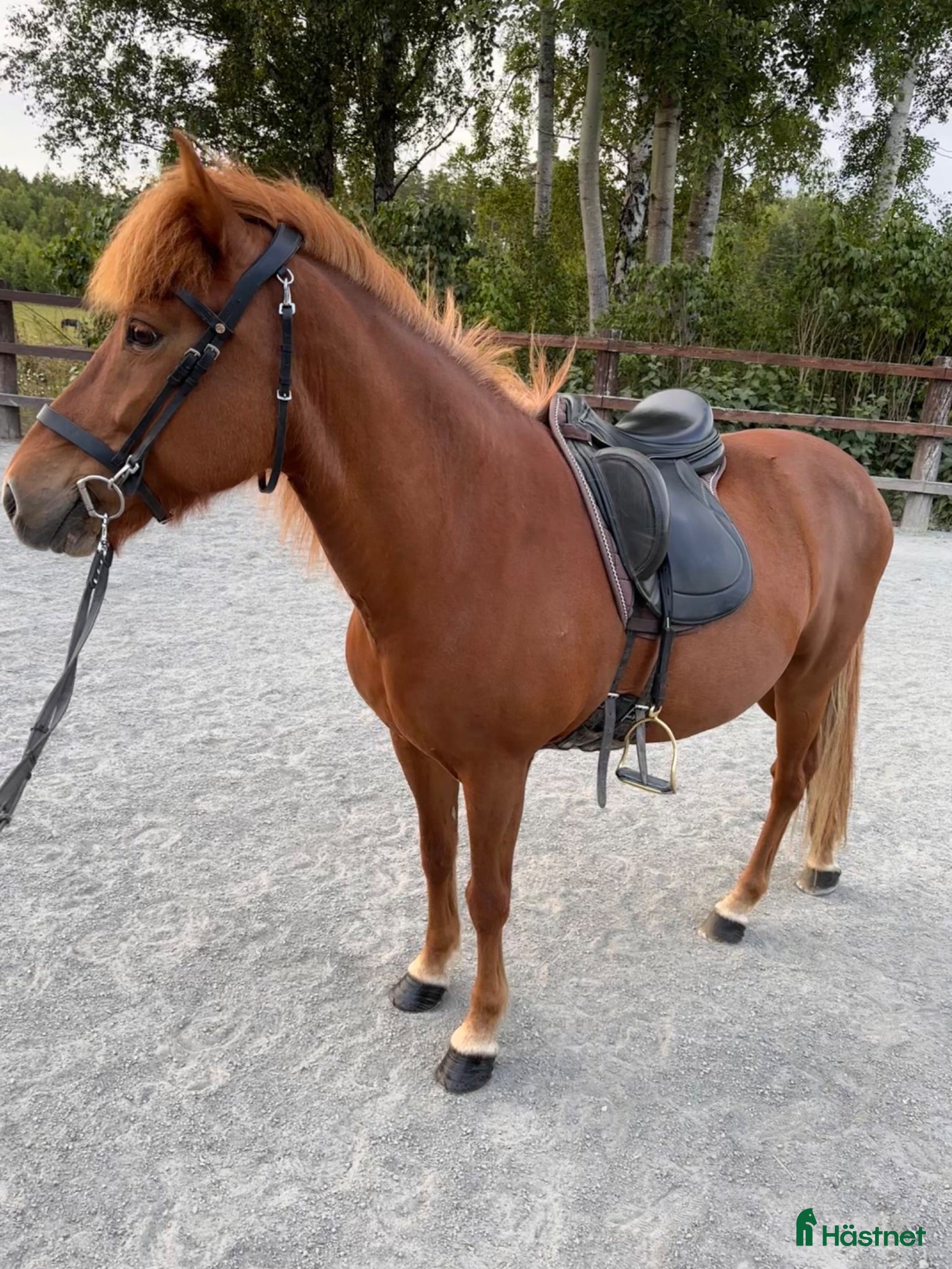  hästar Sto -14  - Annons 5