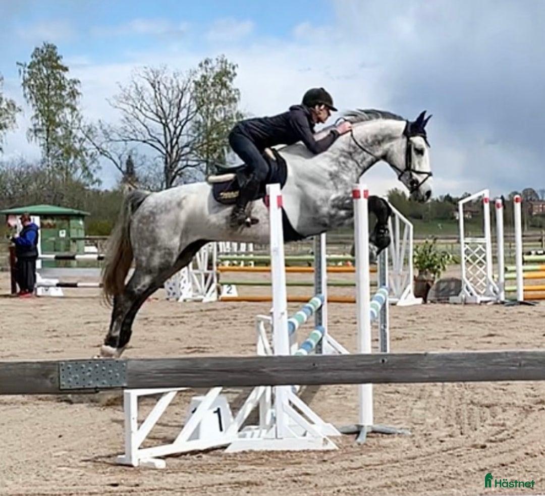  hästservice finnes: Ledig plats för ponny eller häst!  - Annons 4