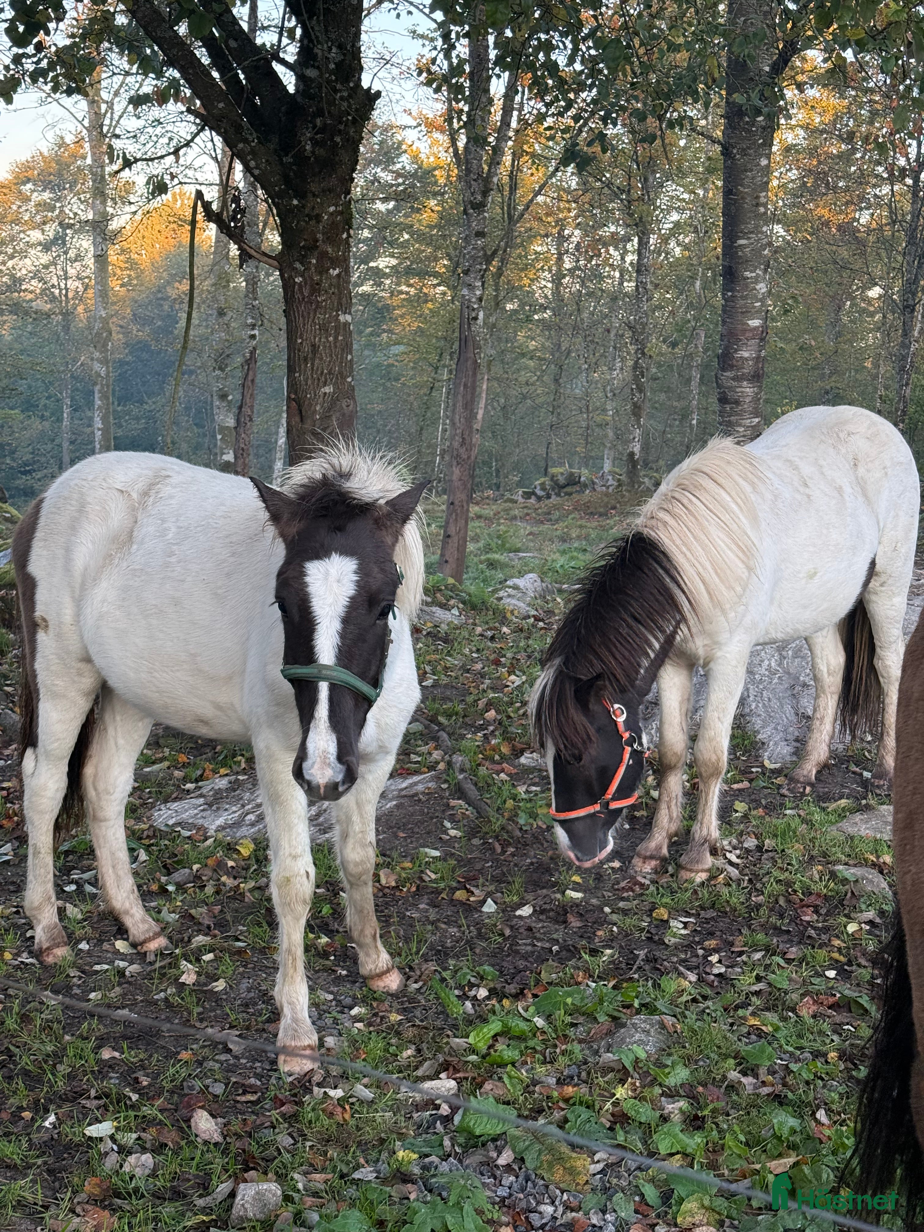  hästar Två unghingstar, projekt för framtiden!  i Ullared - Annons 3