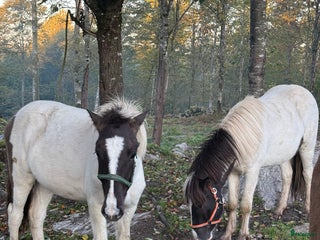 hästar Två unghingstar, projekt för framtiden! i Ullared - Annons 8