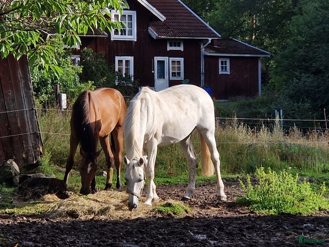 Allround hästar till salu: Hopphäst varit i avel nu i form igen i Rönneshytta - Annons 3