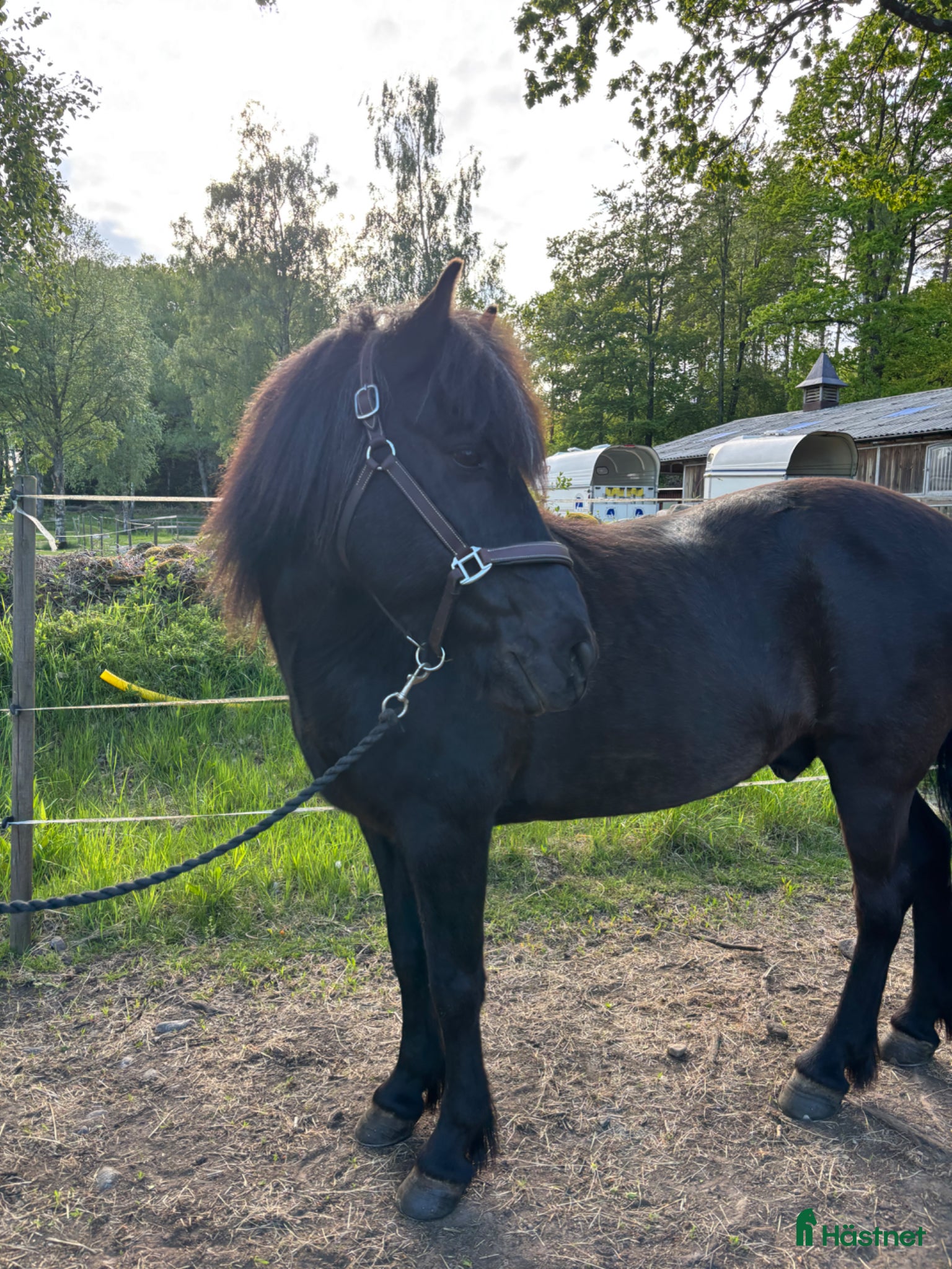  hästar Den snällaste hästen man kan hitta  - Annons 2