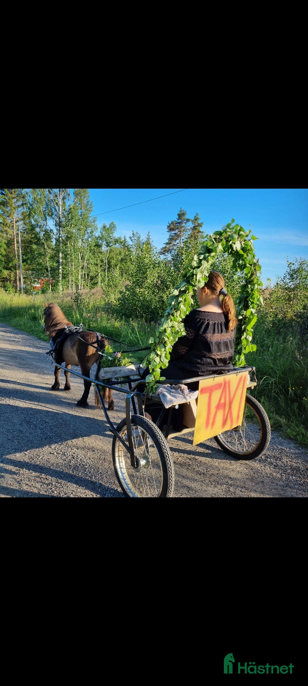 Allround hästar till salu: Snäll Shettishingst med stam. i Norberg - Annons 3