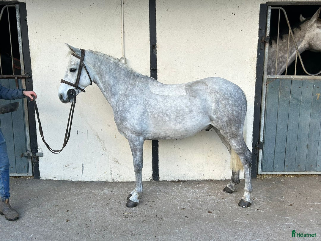 Allround hästar till salu: Alrounder/ Club Ponies i Vrigstad - Annons 3