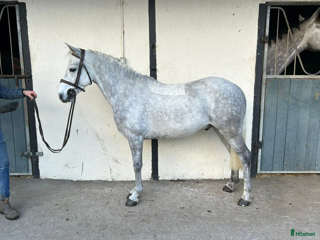 Allround hästar till salu: Alrounder/ Club Ponies i Vrigstad - Annons 3