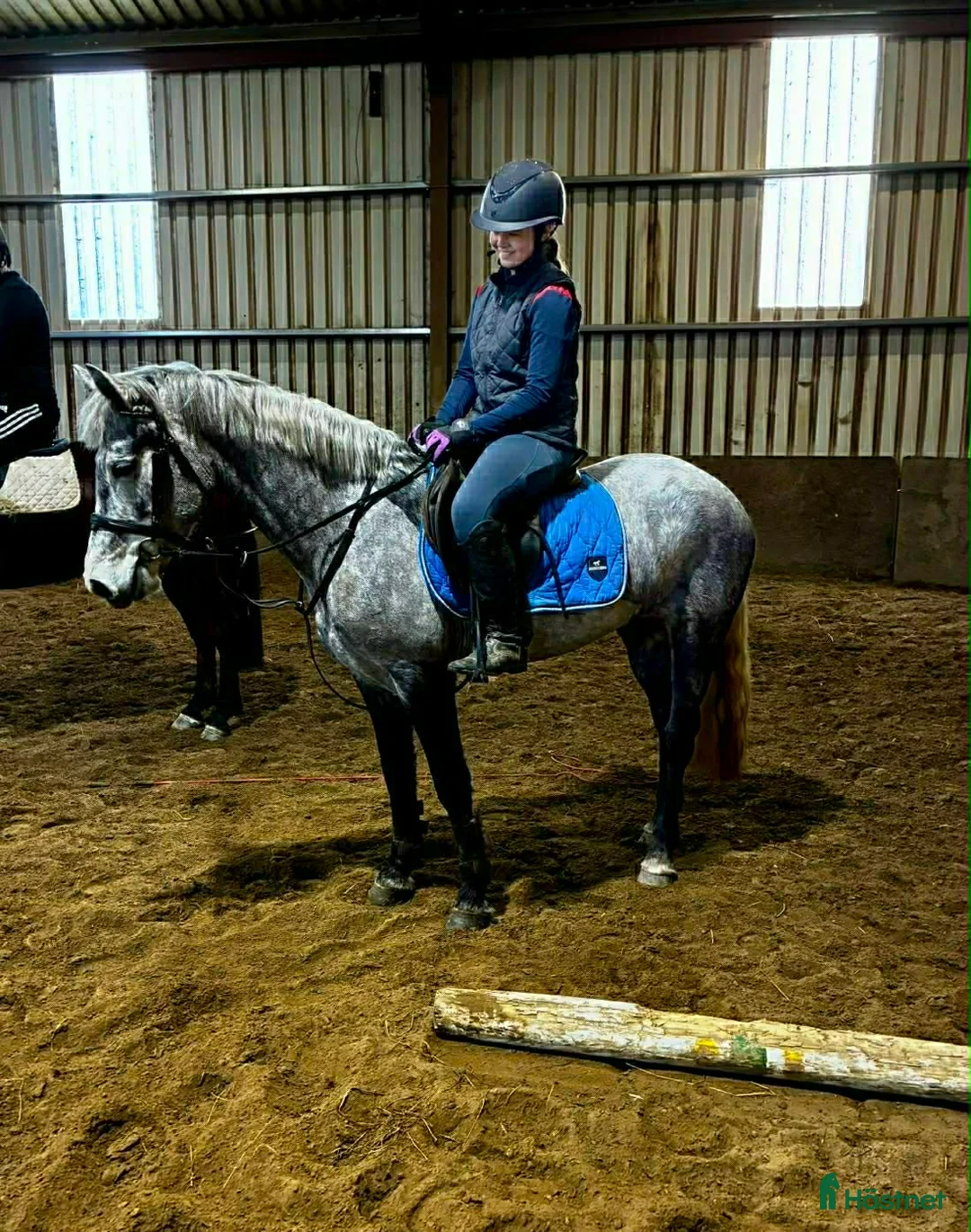 Allround hästar till salu: Lovely allrounder D pony! - Annons 1