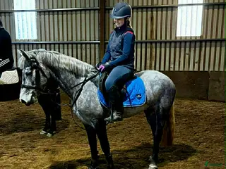 hästar Lovely allrounder D pony! - Annons 4