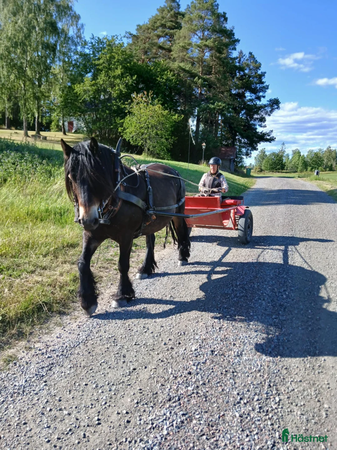 Körsulkys körning till salu: Rockard för stor häst - Annons 3