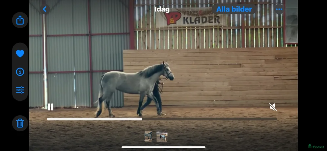 Allround hästar till salu: Svenskfödd connemara sto 3 år - Annons 2