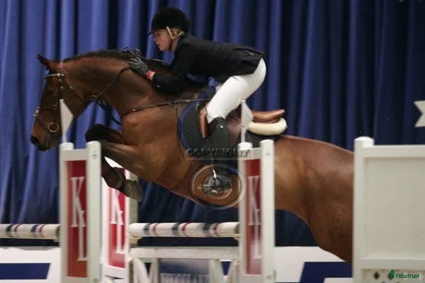  medryttarhäst sökes: Medryttarhäst SÖKES - Annons 2