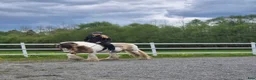 Allround hästar till salu: Gypsy Cob selges! - Annons 3
