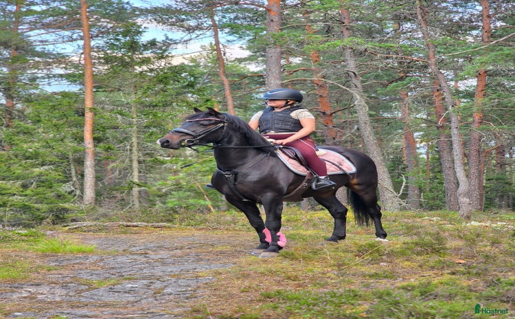  hästar i Kungsör - Annons 13