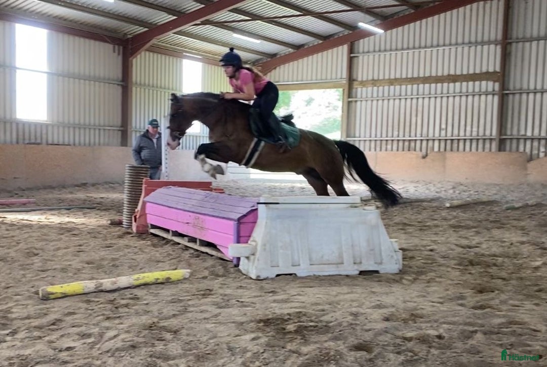 Hoppning hästar till salu: Welsh gelding 140cm i Ljungby - Annons 20