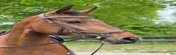Hoppning hästar till salu: Lovande hopphäst e. Gamelus - Ludwigs Champion - Annons 3