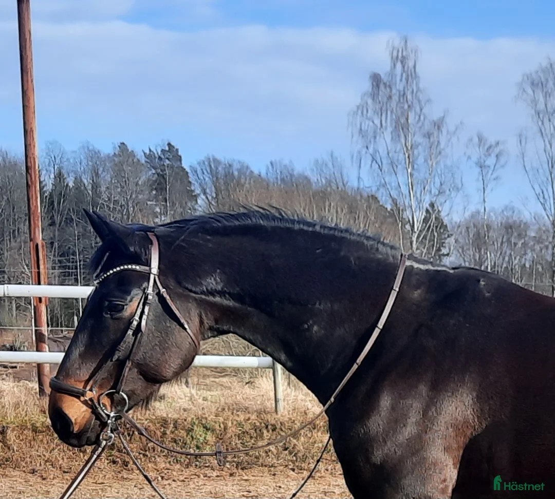 Allround hästar till salu: Secret-Sir Donerhall I-De Niro - Annons 1