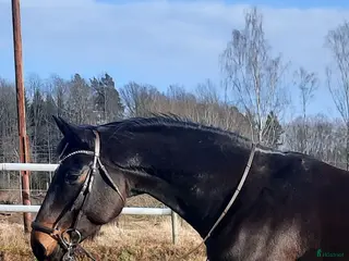 hästar Secret-Sir Donerhall I-De Niro - Annons 1