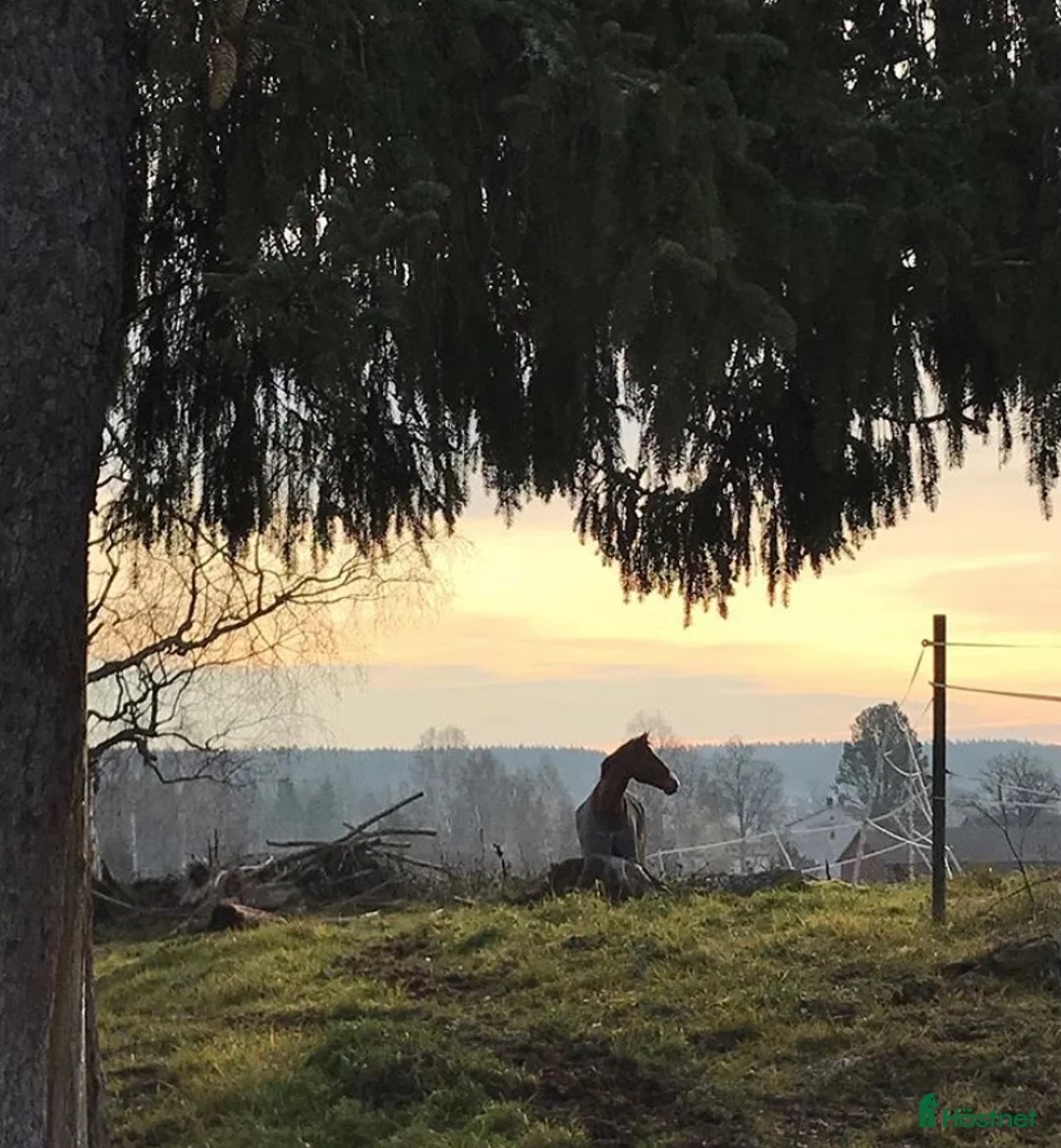 Allround hästar sökes: Häst med trevliga gångarter sökes  - Annons 2