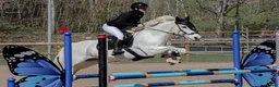 Allround hästar till salu: Hoppglad D-ponny  - Annons 8