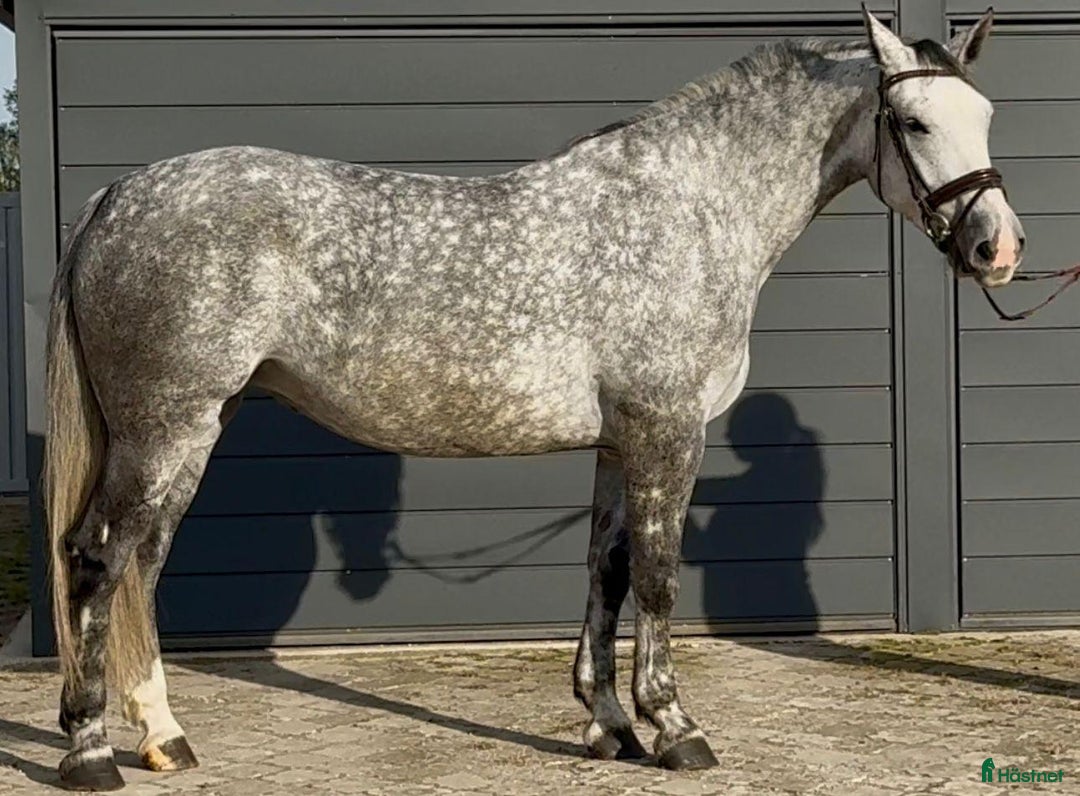 Allround hästar till salu: Bella–gorgeous 4-year-old mare for everyone i Stockholm - Annons 5