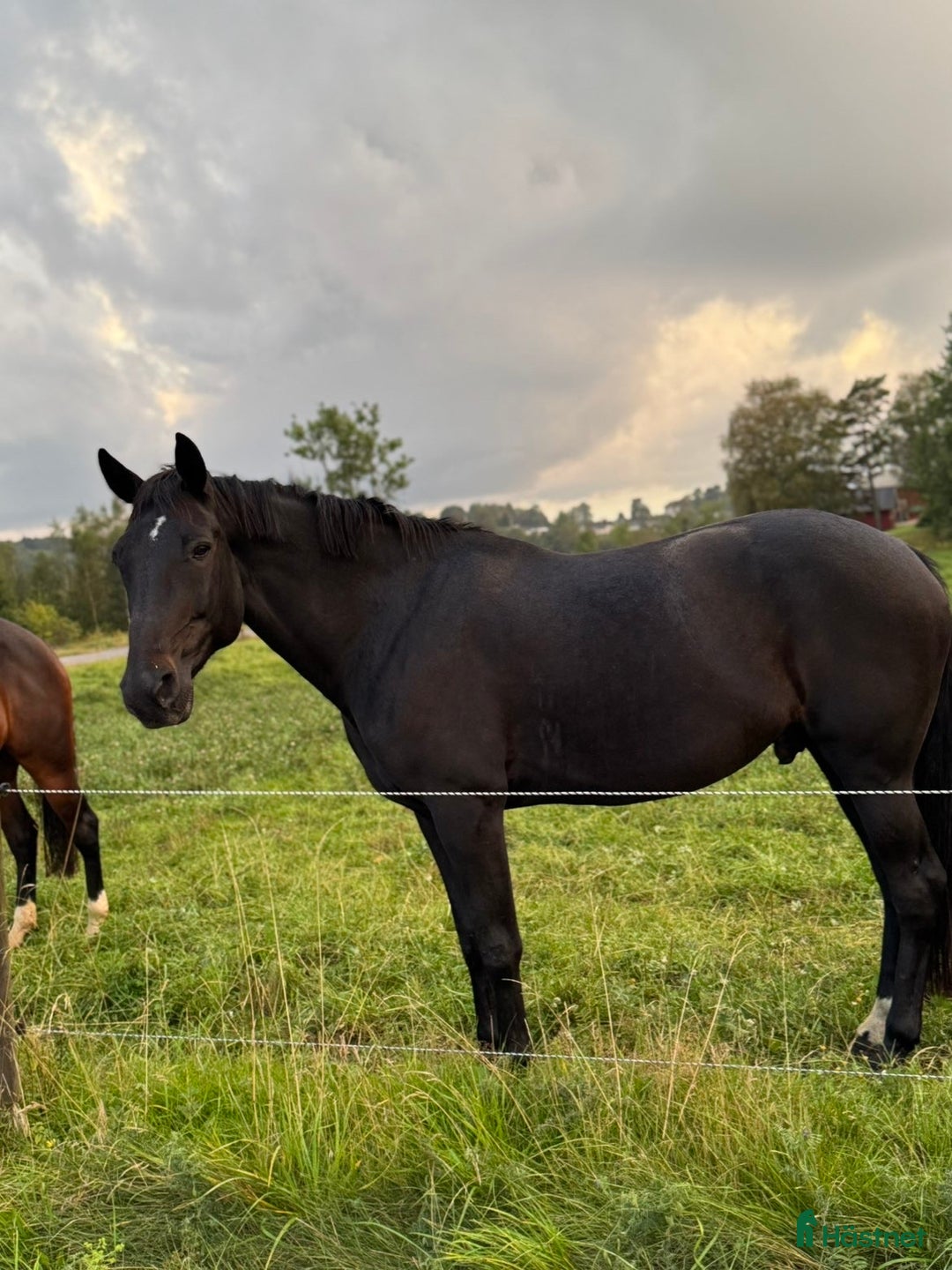Sällskap hästar till salu: Säljes först och främst som sällskap! i Lödöse - Annons 2