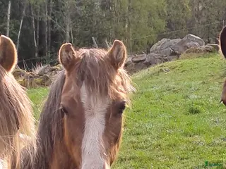 hästar Welsh - Annons 13
