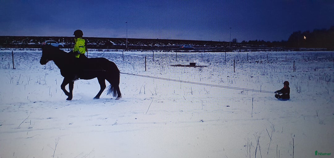 Hoppning hästar till salu: Bästa ponnyn söker ny kärleksfull familj  i Malmö - Annons 6