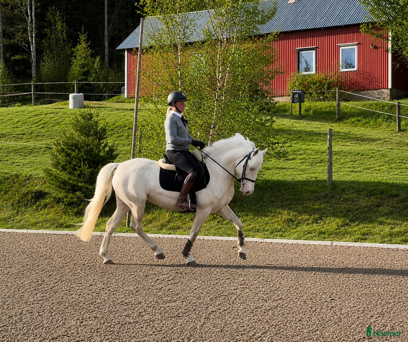  hästar Härlig ponny! - Annons 6