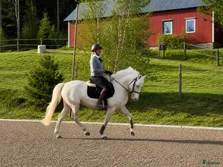 hästar Härlig ponny! - Annons 1