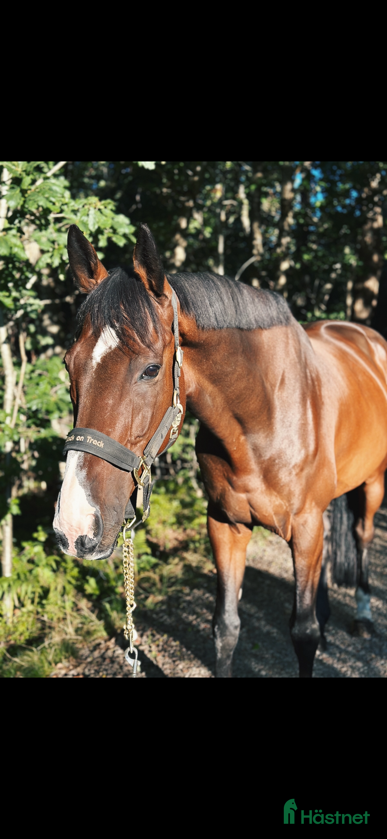  stallplats finnes: Sommarbete SÖKES!  - Annons 4
