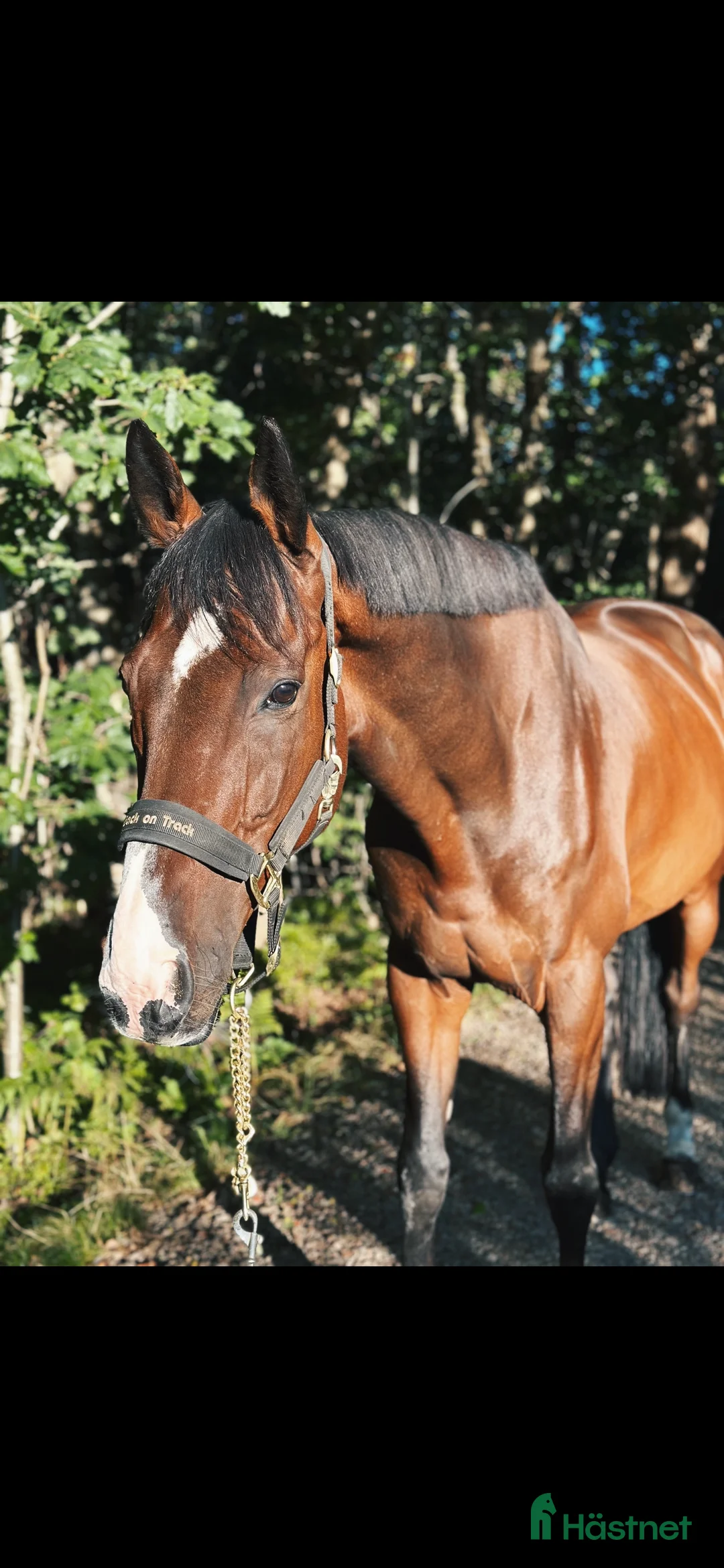  stallplats finnes: Sommarbete SÖKES!  - Annons 1