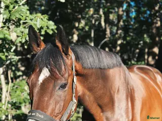 stallplats finnes: Sommarbete SÖKES! - Annons 4