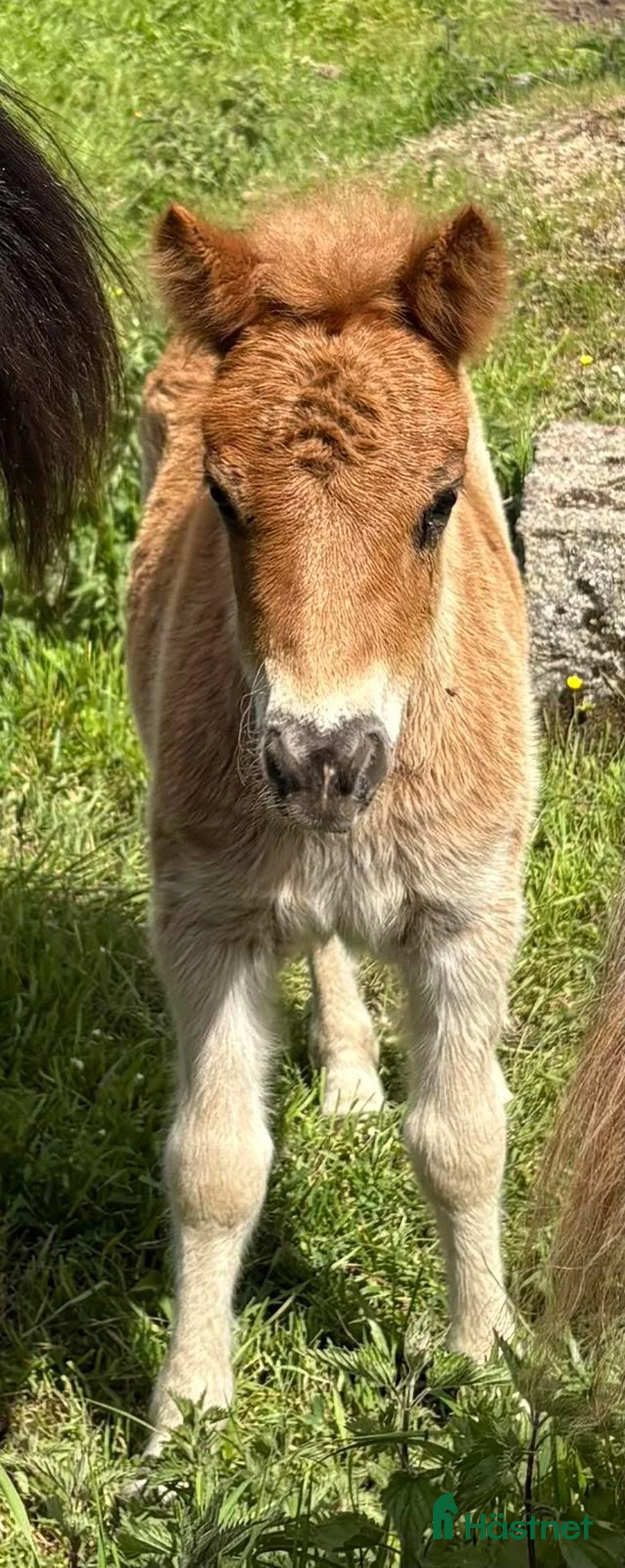  foderhäst finnes: Sommarponny? - Annons 6