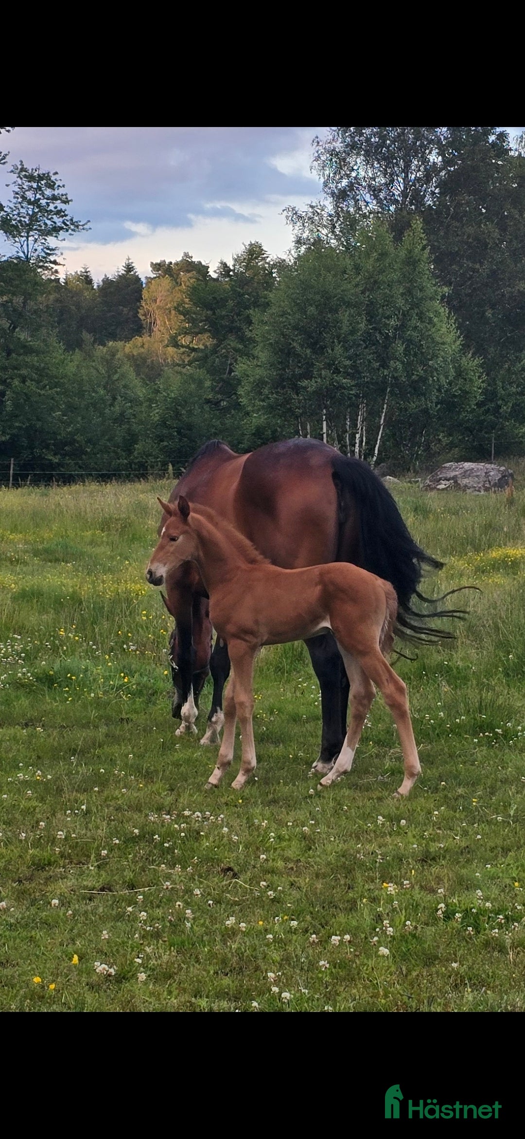 Dressyr hästar till salu: Passa på!! Dressyr löfte med högt meriterad stam! i Veddige - Annons 10