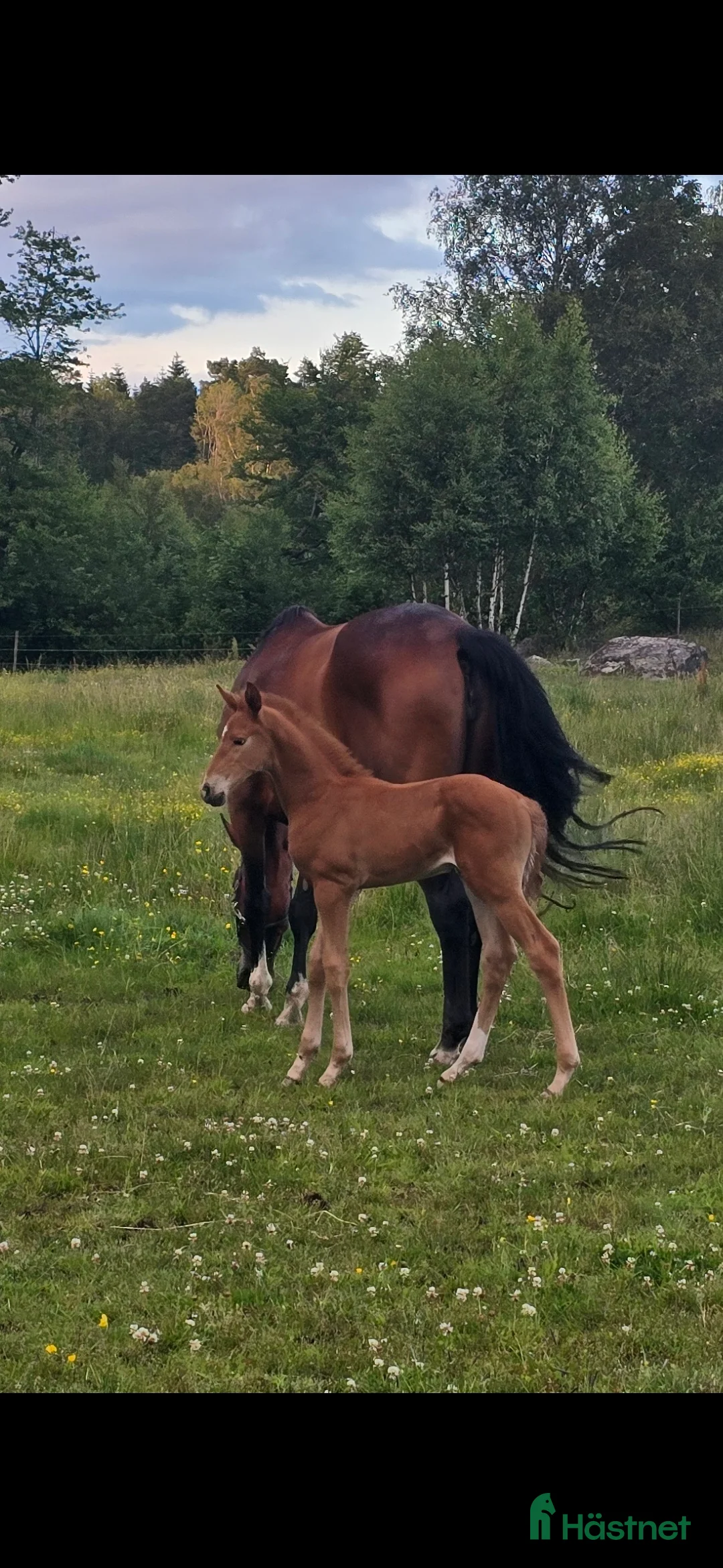 Dressyr hästar till salu: Passa på!! Dressyr löfte med högt meriterad stam! - Annons 13