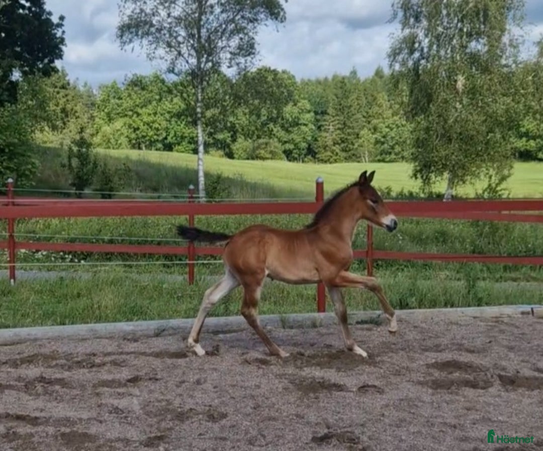 Allround hästar till salu: Vackert hingstföl i Perstorp - Annons 4