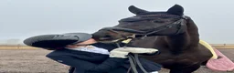 Dressyr hästar sökes: Dressyrhäst för junior/YR sökes i Västervik - Annons 1