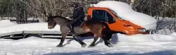 Allround hästar till salu: Balder söker nytt hem  - Annons 5